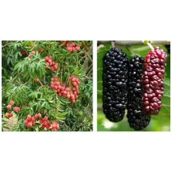 Sweet Litchi Plant